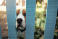 Funny beagle puppy poked nose through wooden fence. Dog curiosity concept - PhotoDune Item for Sale