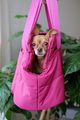 small dog in a carrier bag Viva Magenta - PhotoDune Item for Sale