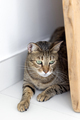 Oriental cat hiding at home, cute pet portrait - PhotoDune Item for Sale