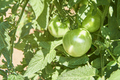 Green tomatoes growing in a small organic garden business - PhotoDune Item for Sale