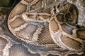 Python molurus - PhotoDune Item for Sale