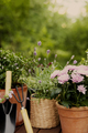 Different potted blooming flowers and herbs, gardening equipment and tools - PhotoDune Item for Sale