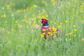 Colorful pheasant in the nature - PhotoDune Item for Sale