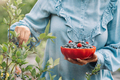 Woman collecting blueberries in garden. Rich blackberry, raspberry harvest - PhotoDune Item for Sale
