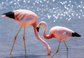 Pink Andean flamingos in salt lake Chaxa, San Pedro de Atacama, Atacama desert, Chile. South America - PhotoDune Item for Sale
