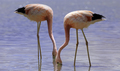 Two Pink Andes flamingos are walking at Laguna Hedionda in Potosi, Bolivia. Altiplano, South America - PhotoDune Item for Sale
