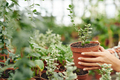 Taking Pot With Young Plant - PhotoDune Item for Sale