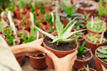 Holding Succulent Plant In Pot - PhotoDune Item for Sale