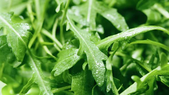 Arugula Closeup