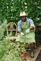 Gardener Working In Orangery - PhotoDune Item for Sale