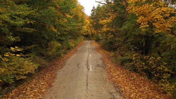 Flight Over An Asphalt Road In The Middle Of An Autumn Forest