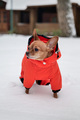 a small dog in an orange winter overall in dog walks in the snow - PhotoDune Item for Sale