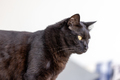 Black cat at home, domestic animal portrait - PhotoDune Item for Sale