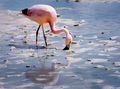 Pink Andean flamingos in Laguna Hedionda in Potosi, Bolivia. South America - PhotoDune Item for Sale