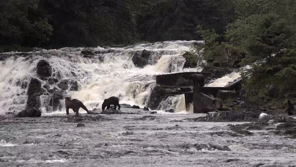 Wildlife of Alaska. Bears come to a mountain river and catch fish in it.