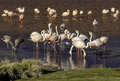 A flock of James Flamingo and young birds in  Laguna Colorada,  Altiplano. Bolivia. South America - PhotoDune Item for Sale