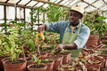 Greenhouse Worker Watering Plants - PhotoDune Item for Sale