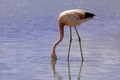 Pink Andes flamingo is walking at Laguna Hedionda in Potosi, Bolivia. Altiplano, South America - PhotoDune Item for Sale