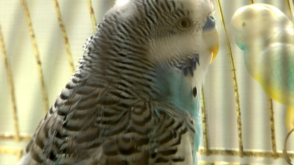 Blue Parrot