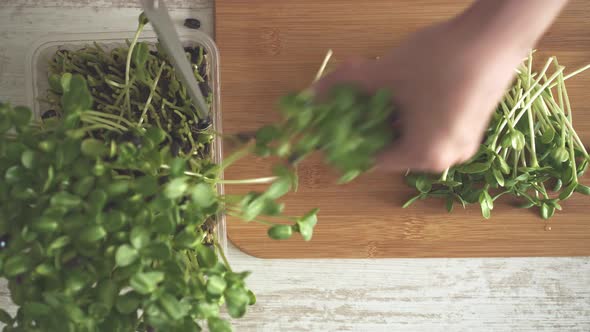 Girl Cuts Green Sprouts Of Fresh Microgreen Sunflower For Cooking Organic Food