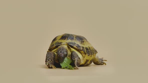 A Turtle Chews a Juicy Green Dandelion Leaf in the Studio on a Beige Background