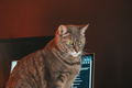 Curious cat - PhotoDune Item for Sale