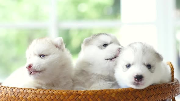 Group Cute Siberian Husky Lying In Basket Bed Slow Motion