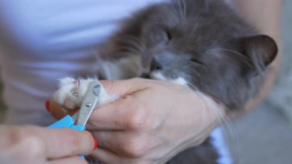 the Veterinarian Cuts the Claws on the White Legs of a Gray Cat