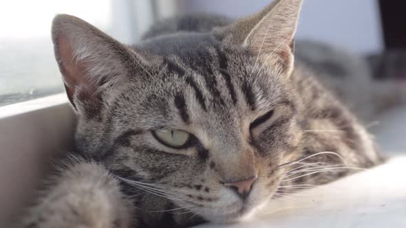 Sleepy young striped tabby cat resting in window close up shot