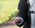 A  ring-necked parakeet eats cookie crumbs from a woman's hand in a public park. London. UK - PhotoDune Item for Sale
