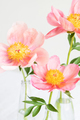 Pink royal peony flowers. - PhotoDune Item for Sale