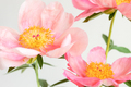 Pink royal peony flowers. - PhotoDune Item for Sale