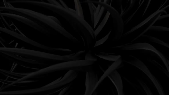 Creepy Dark Jungle Jungle Leaves Motion Background