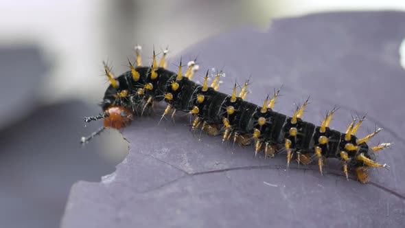 Wild Nymphalidae Caterpillar lying on leaf and eating on edge of leaf in slow mo