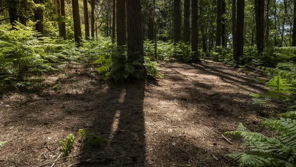 Time lapse of shadows moving through a forest