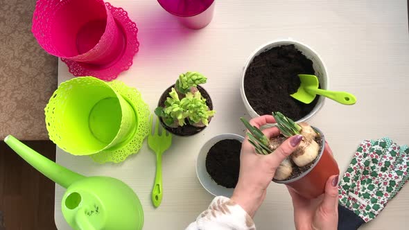 The Woman Transplants The Primroses Into A New Pot. Daffodil And Hyacinth Bulbs With Buds