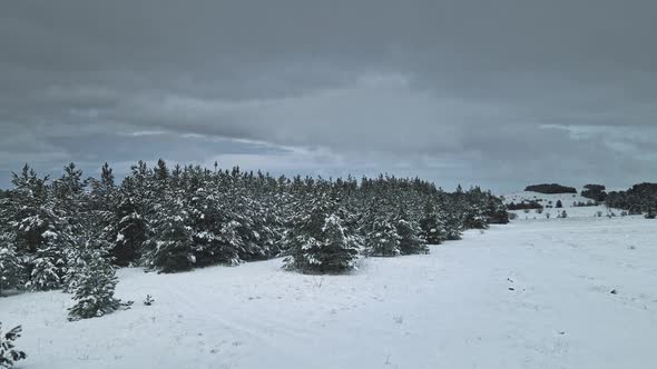 Winter Forest Nature Snow Covered Winter Trees