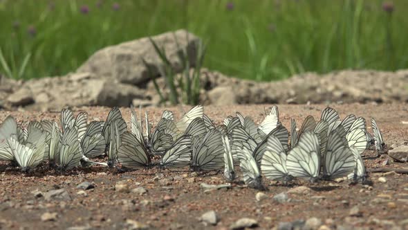 Large Flock of Aporia Crataegi Butterflies and Black-Veined White Butterfly on Ground Surface