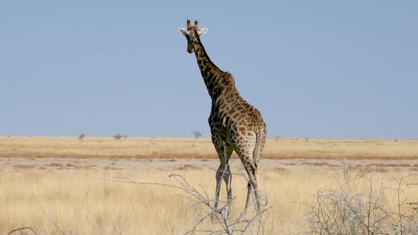 Giraffe Walking Away in Savannah of Etosha Namibia