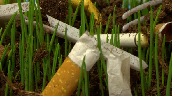 Timelapse Footage of Grass Germination Through Ground Covered By Trash in Macro