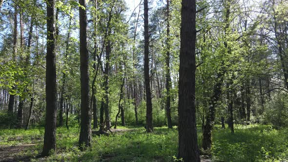 Green Forest During the Day Aerial View