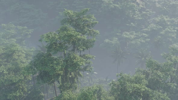 Fog Covered Jungle Rainforest Landscape