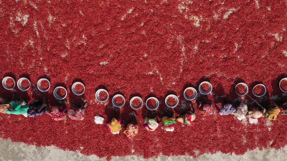 Aerial view of women collecting red chilli, Bangladesh.