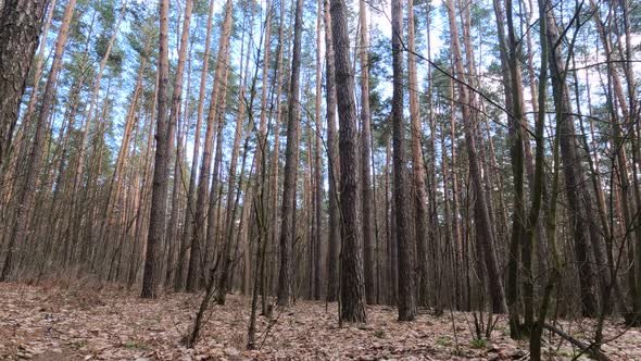 Inside a Pine Forest By Day Slow Motion