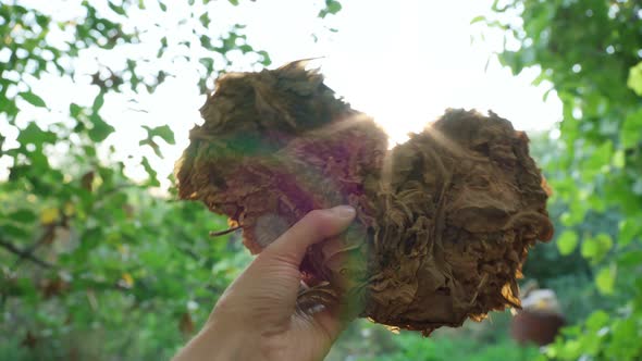 Dry Tobacco Leaves Closeup in the Hands of a Farmer