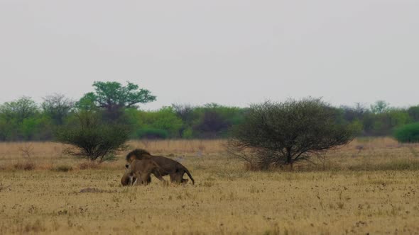 A Lioness Intervening The Fight Between The Two Male Lions In The Middle Of Savanna In South Africa