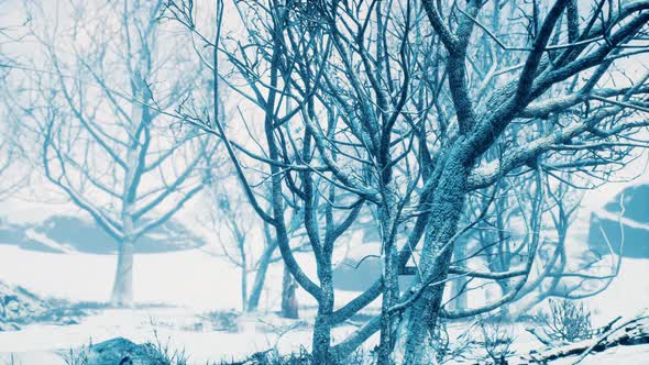 Winter Deciduous Forest on a Foggy Morning