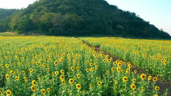 4K Beautiful aerial view of sunflowers, sunflowers blooming in the wind