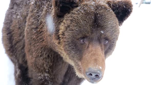 Artistic processing; close up of a brown bear; painting