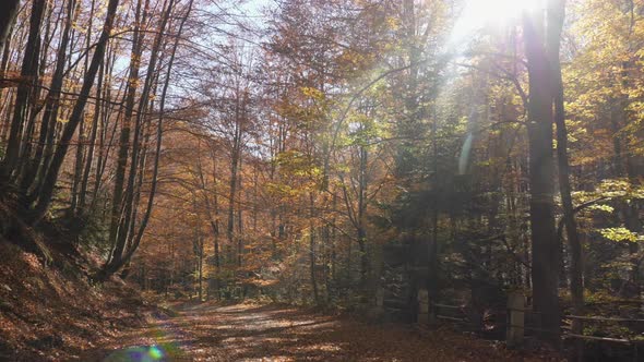 Forest road covered in leaves